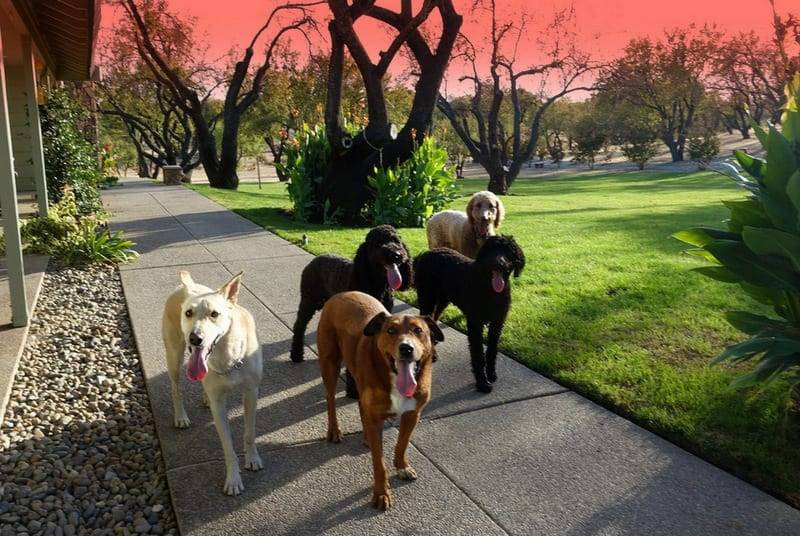 service dogs in Wisconsin