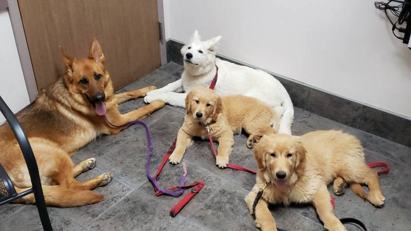 therapy dogs Wisconsin