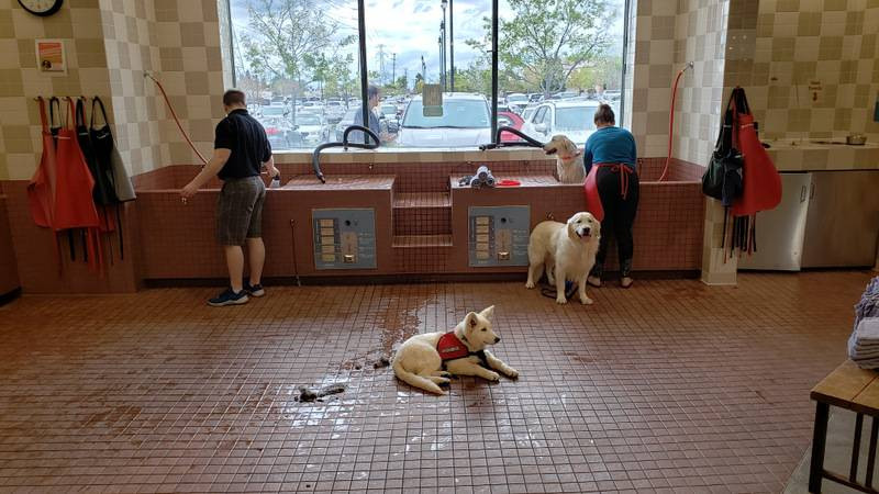 service dogs Wisconsin state