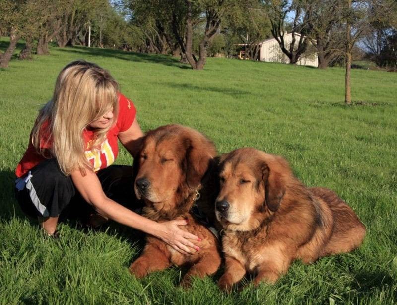 psychiatric service dogs Wisconsin