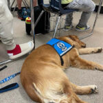 We sell service dogs to Wisconsin residents with disabilities. Many of the dogs go to school everyday with their owners.