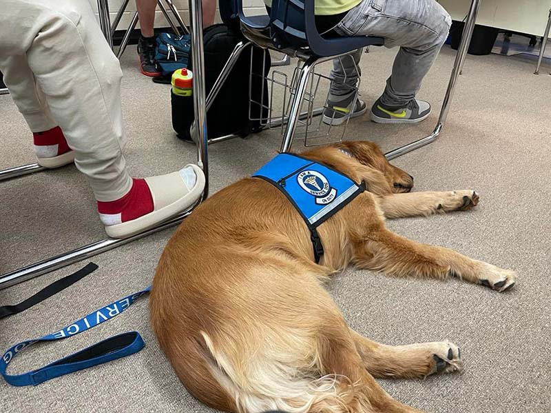 We sell service dogs to Wisconsin residents with disabilities. Many of the dogs go to school everyday with their owners.