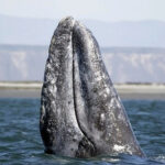 Eastern Pacific gray whale