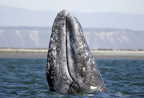 Eastern Pacific gray whale