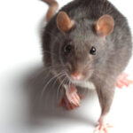 A rat, a common household rodent requiring professional rodent control services.