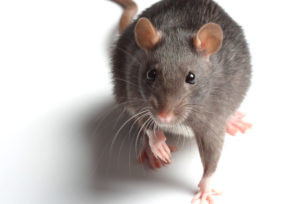 A rat, a common household rodent requiring professional rodent control services.