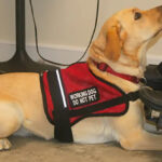 Understanding Service Dog Requirements - ServiceDogCertifications