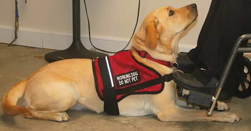 Understanding Service Dog Requirements - ServiceDogCertifications