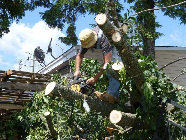 Tree Trimming Services Near you in Marysville