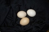 American Game eggs