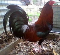 American Game rooster