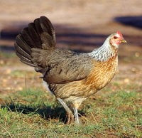 American Game hen
