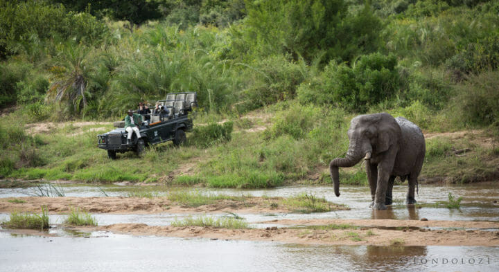 Elephant Land Rover River