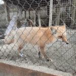fox at West Coast Game Park