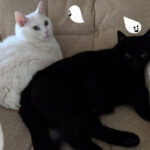 Momo and Sugar on break from game development