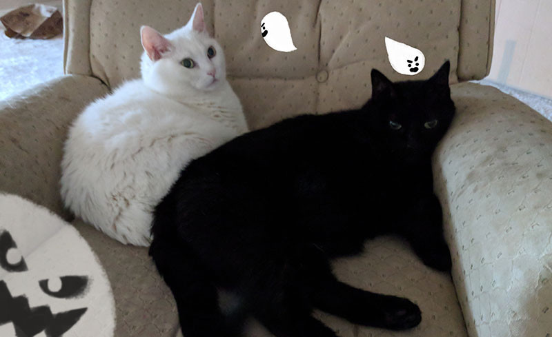 Momo and Sugar on break from game development