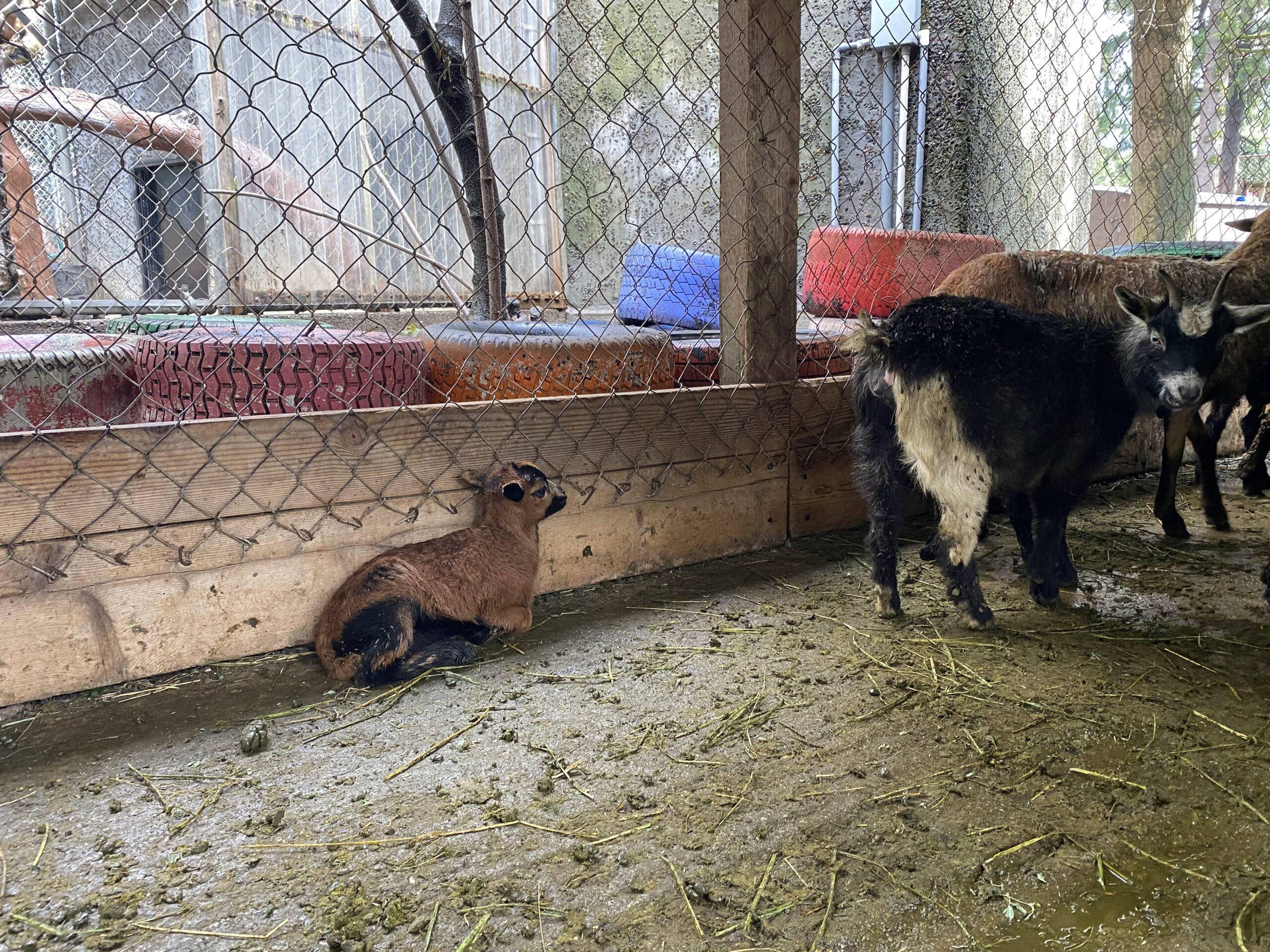 goats at West Coast Game Park