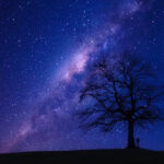 nighttree