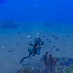Diver exploring the underwater world in Endless Ocean Luminous