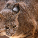 Bobcat with dark spots on coat