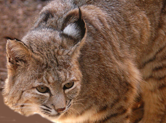 Bobcat with dark spots on coat