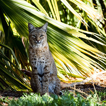 Bobcat With Palm Fronds