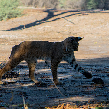 Bobcat With Rodent