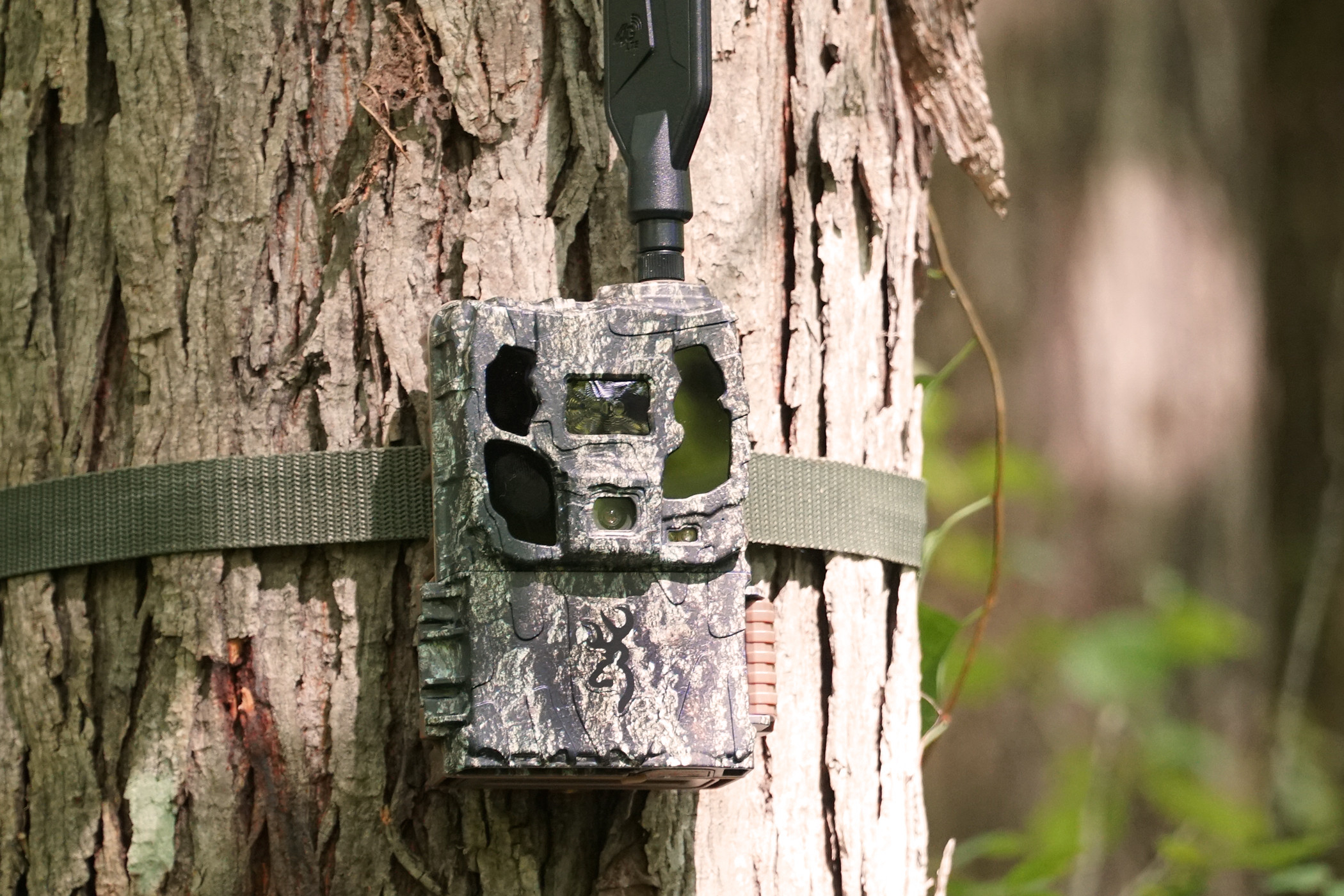 The new Browning Defender Pro Scout Max HD cellular trail camera on a tree.