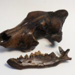 Dire wolf specimen from the Academy’s collection