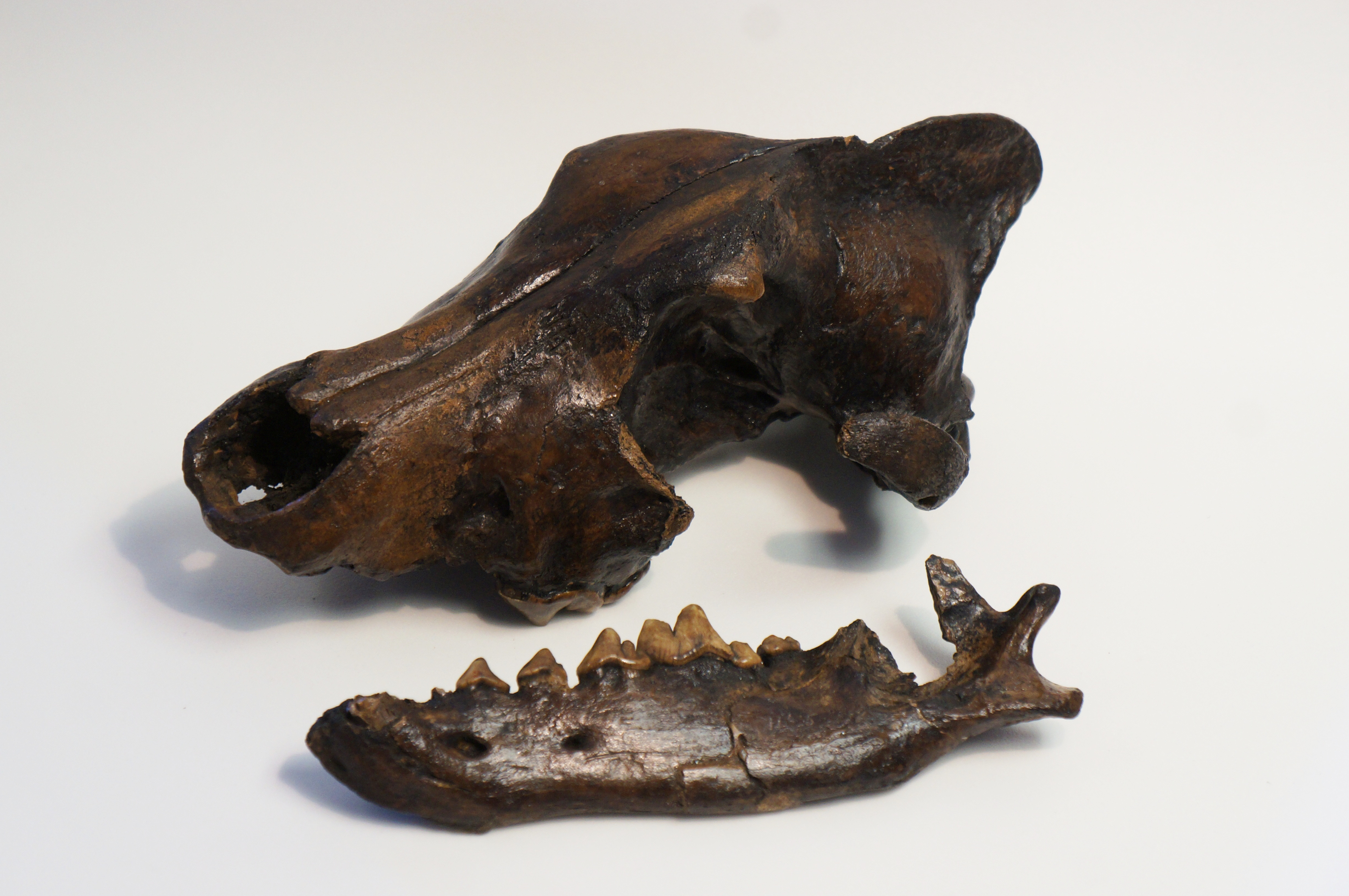 Dire wolf specimen from the Academy’s collection