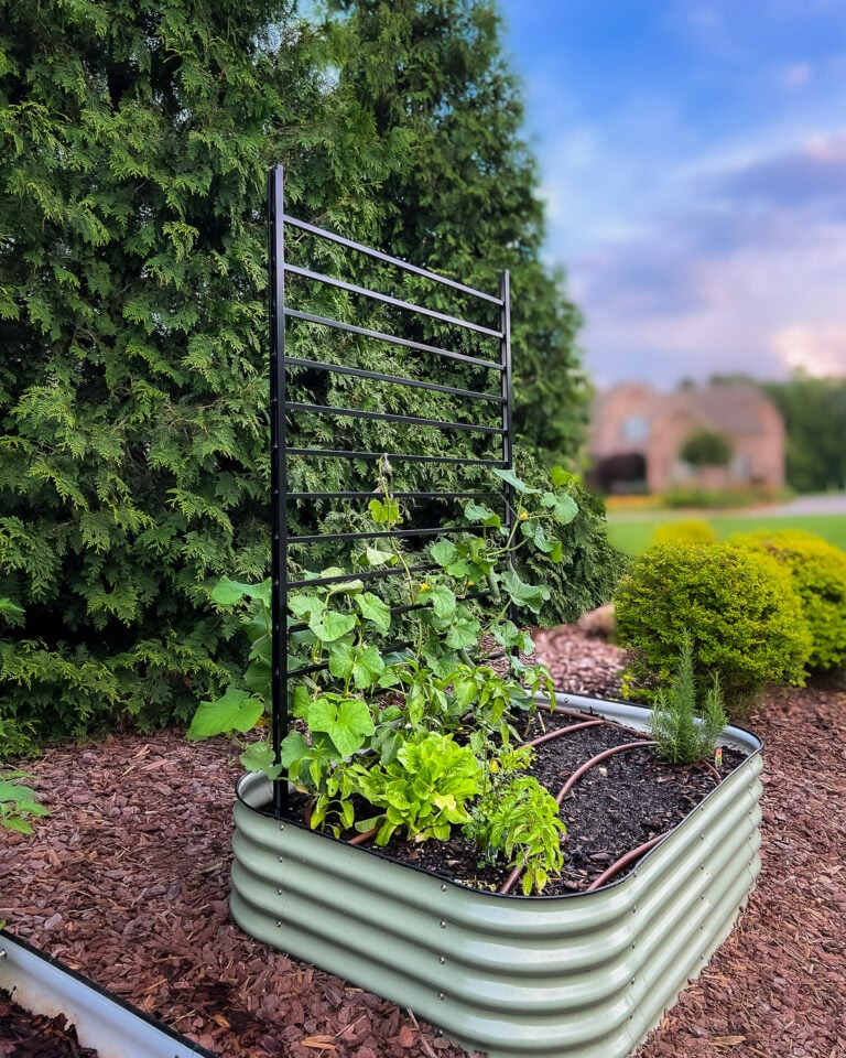 photo of a Vego garden bed with a DIY modern, black trellis