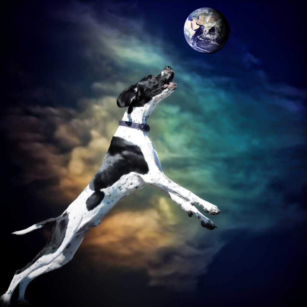 dog jumping for the earth