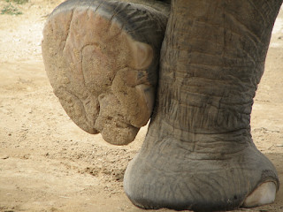 Comparison of a giant next to a normal-looking human, illustrating the significant size difference and proportion adjustments.