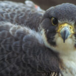 A peregrine falcon looks at the camera, showcasing its sharp eyesight and predatory nature, key attributes for success in the wild, mirroring the focus and precision needed in the Falcons game.