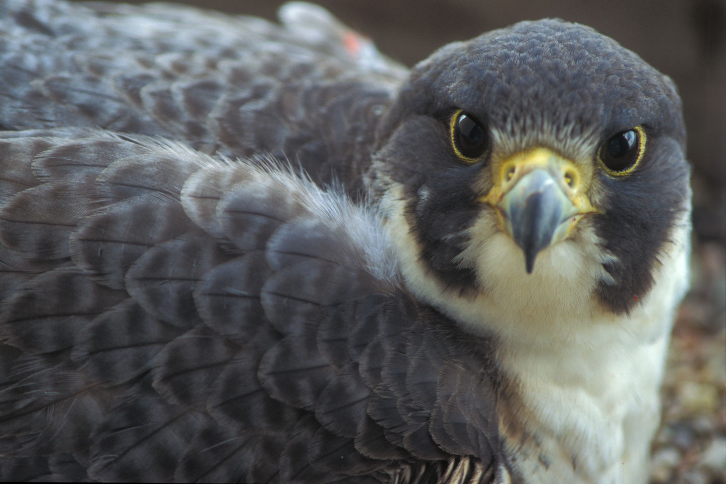 A peregrine falcon looks at the camera, showcasing its sharp eyesight and predatory nature, key attributes for success in the wild, mirroring the focus and precision needed in the Falcons game.