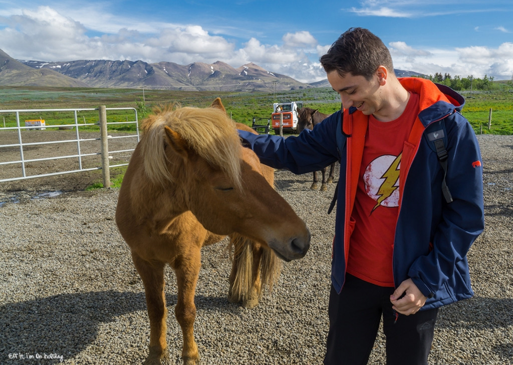 Icelandic Horses Close Up