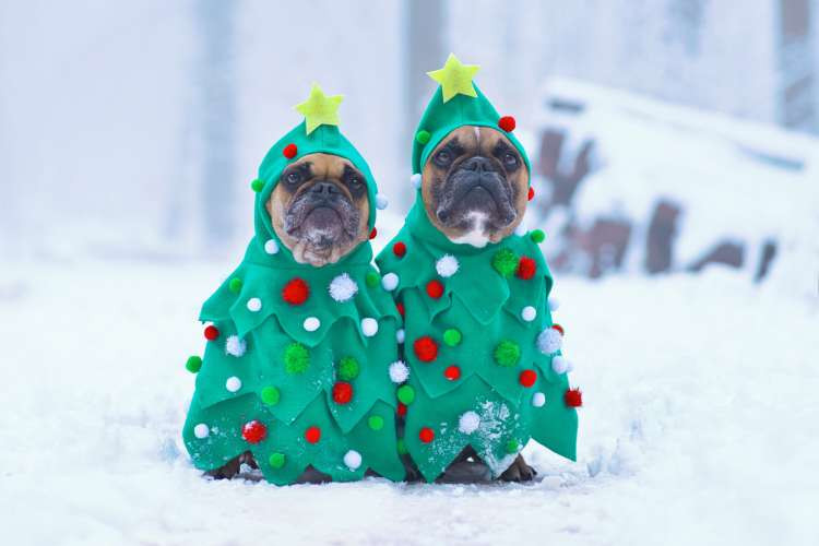 Holiday Costume Contest
