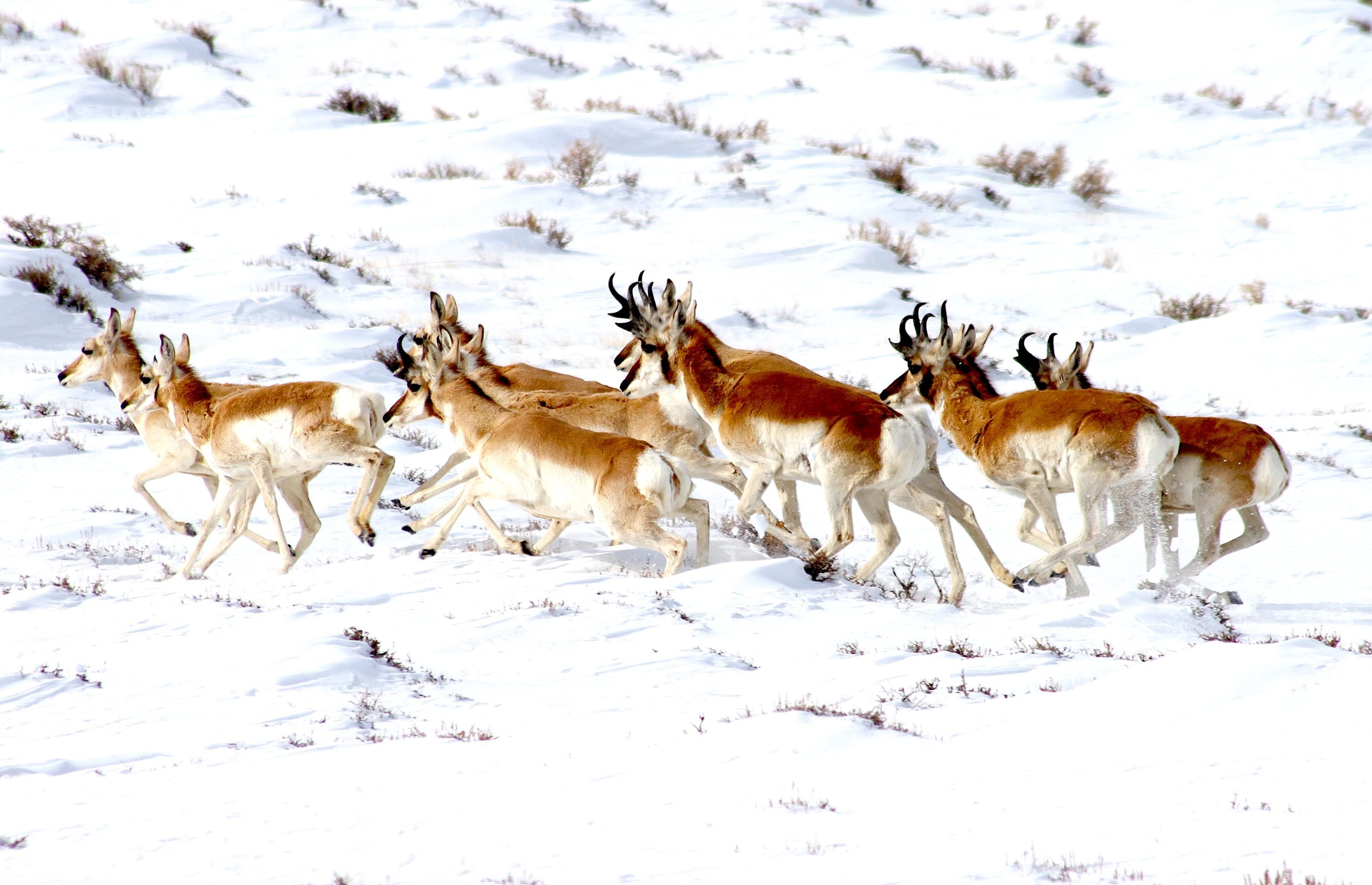 A group of pronghorn trots through the snow in the Green River Basin in April 2023.