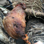 An image of cooked goose leg confit.