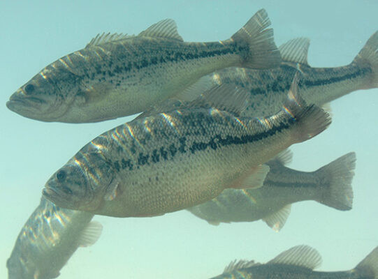 Close-up of a Largemouth bass, showcasing its distinctive features and vibrant colors in an Arizona lake environment.