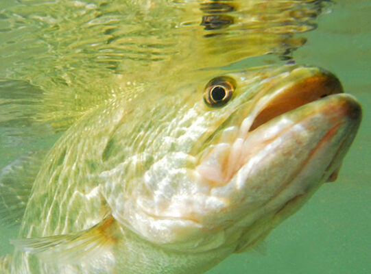 A close-up of a largemouth bass, a popular sport fish in Arizona