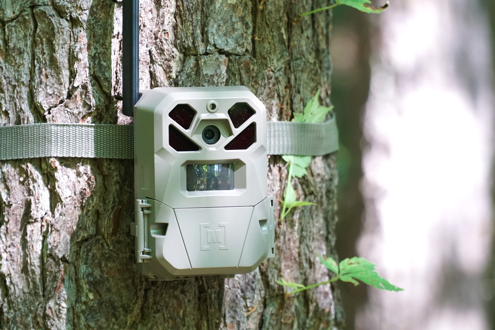 Moultrie Mobile Edge 2 Pro trail camera attached to a tree.