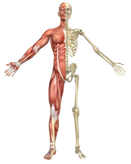 Anatomy of a giant, highlighting the modifications needed to support their weight and size, in comparison to human anatomy.