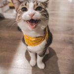 Cat character design, engaging gameplay, interactive environment