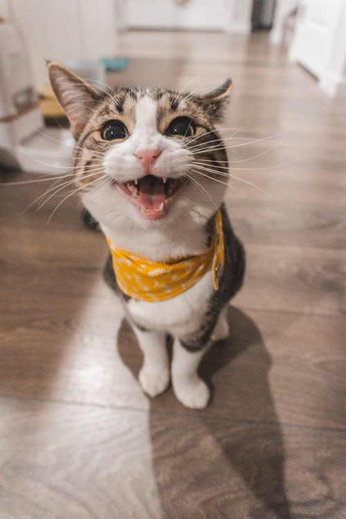 Cat character design, engaging gameplay, interactive environment