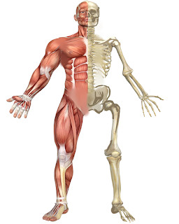 Representation of a biomechanically sound giant, showing proportions adjusted for their height, alongside a schematic anatomy image.