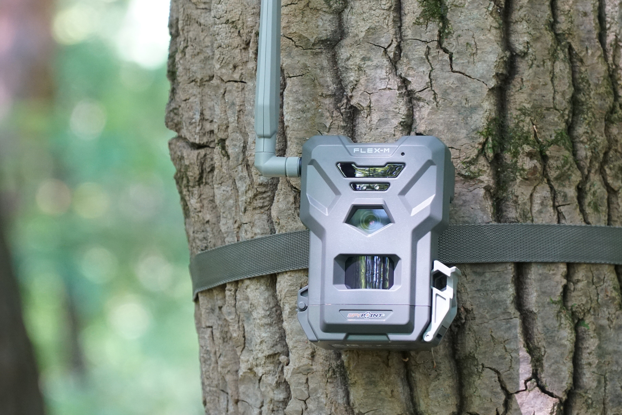 The new Spypoint Flex-M cellular trail camera attached to a tree.