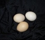 American Game eggs